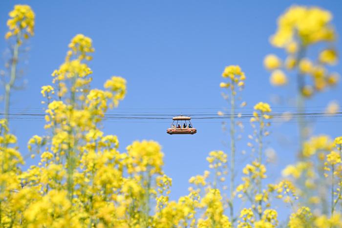 赏春花、品春菜 重庆民众邂逅春日浪漫