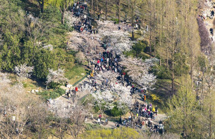 北京玉渊潭公园樱花迎来最佳观赏期