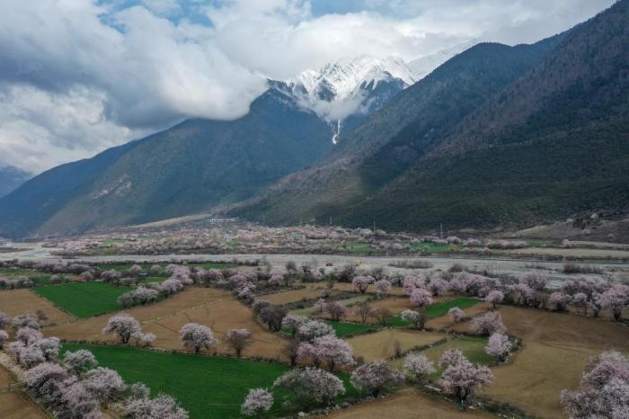 西藏波密：桃花沟烂漫盛放