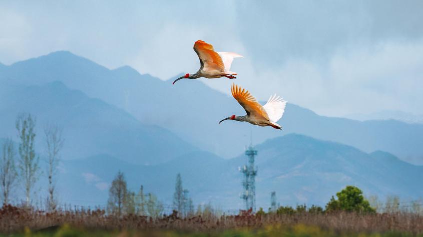 秦岭腹地朱鹮低飞 美如画卷