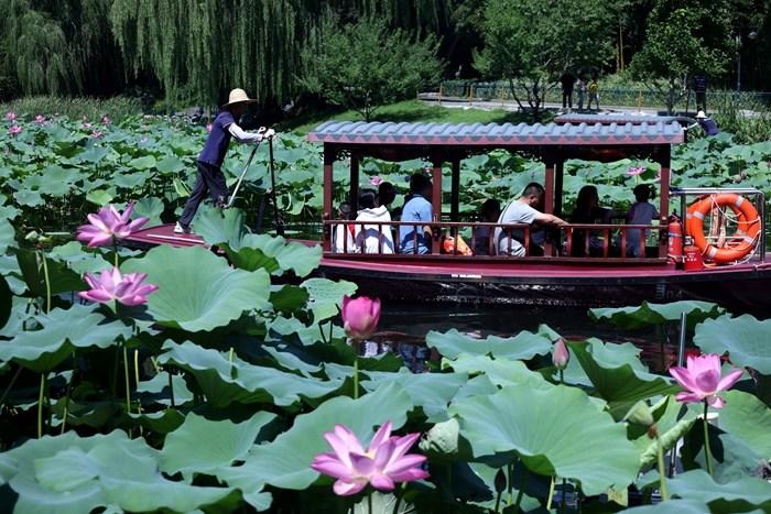 北京：市民泛舟“荷花渡” 享受惬意夏日