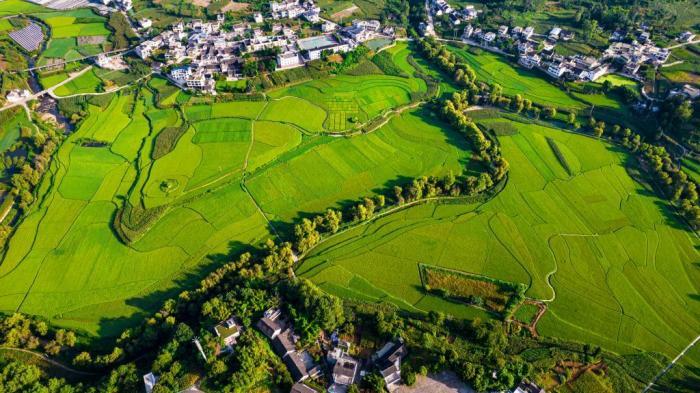 贵州黔西：十里田畴稻花香