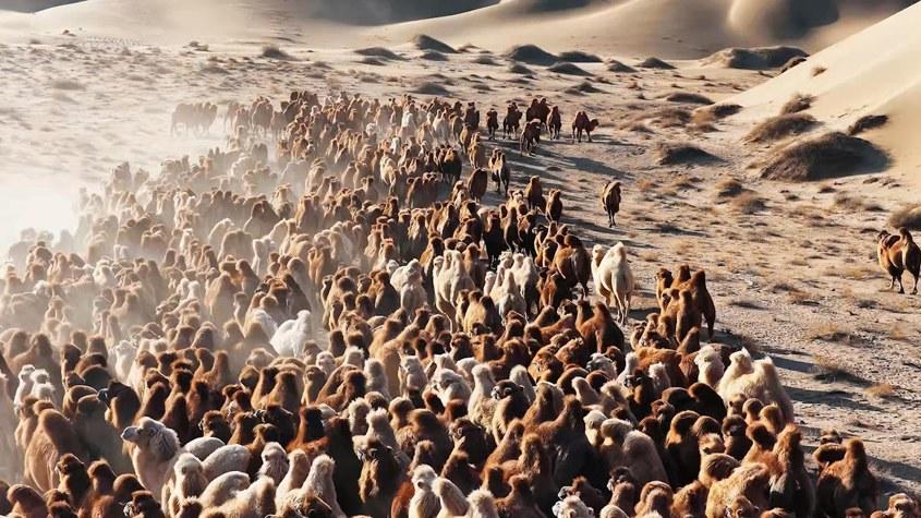 直击阿拉善驼群转场 解锁冬日限定震撼