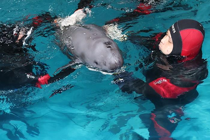 长江南京段病伤江豚病情有所好转