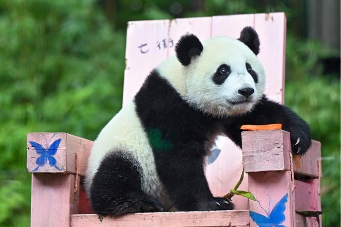 广州大熊猫“妹珠”迎一周岁生日